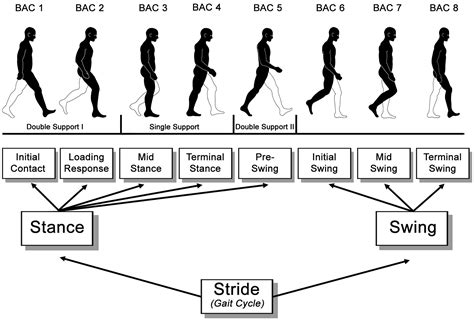 Frontiers | The mental representation of the human gait in young and ...