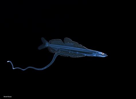 A fabulous species of Dragonfish, just over 2cm in length : r/DiscoverEarth