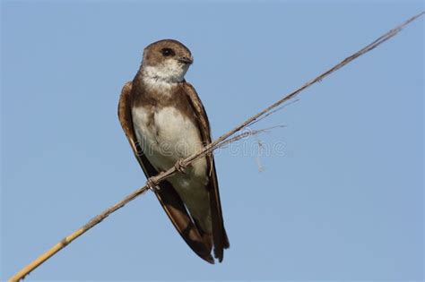 Sand Martin stock image. Image of birds, national, birdwatching - 18821271