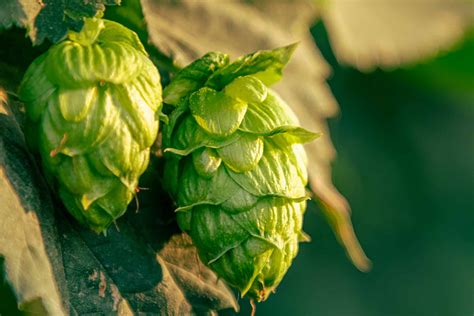 The 5 Hottest Hops of 2022, According to an Expert • Hop Culture