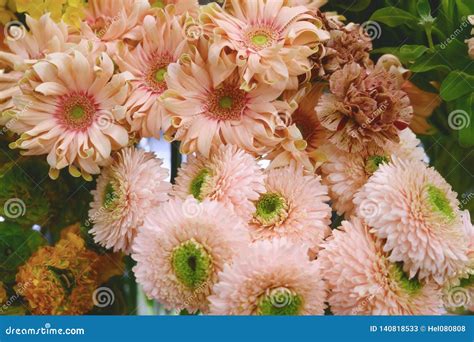 Apricot-colored Spring Flowers in Beautiful Arrangement Stock Image ...