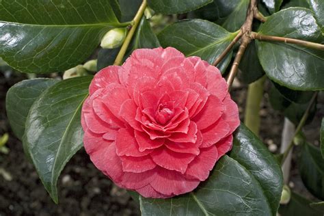 Camellia Flower - Meaning and Interesting Facts – A to Z Flowers