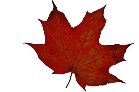 Autumn Leaf Free Stock Photo - Public Domain Pictures