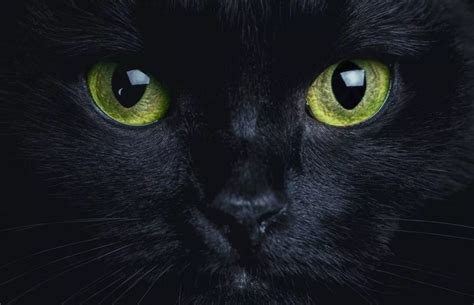 Mythes et réalité du chat noir | Réalité ou superstition ? | Jaquo