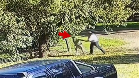 Australian Man Fights Kangaroo After Animal Chases and Knocks Him Down