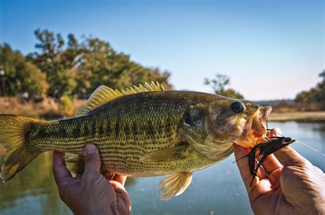 The Legend of the Guadalupe Bass, the State Fish of Texas