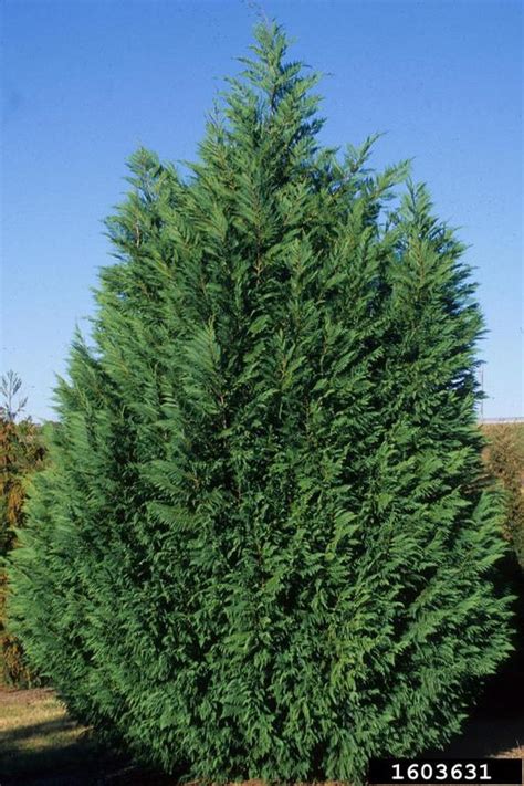 Leyland cypress (x Cupressocyparis leylandii)