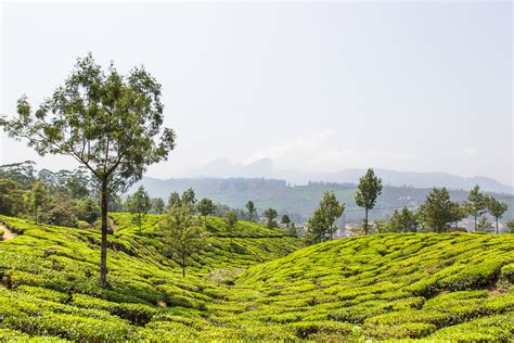 Go Trekking in Munnar - One of India's Most Beautiful Hill Stations ...