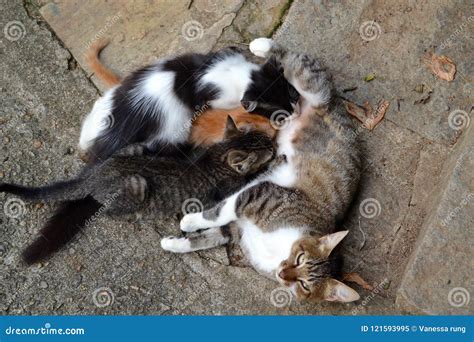 Mama cat and her babies stock image. Image of black - 121593995