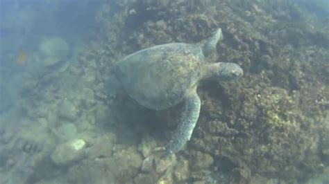 Maui Snorkeling at Kahana Sunset - YouTube