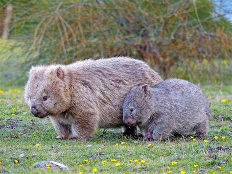 Wombat Vombatus ursinus | by Simon Grove (TMAG) Interesting Animals ...