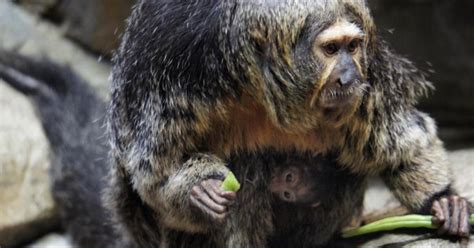 Como Zoo Welcomes New Baby Saki Monkey - CBS Minnesota