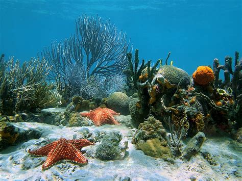 HD wallpaper: orange starfish, underwater, swimming, sea, nature, animal, beach | Wallpaper Flare