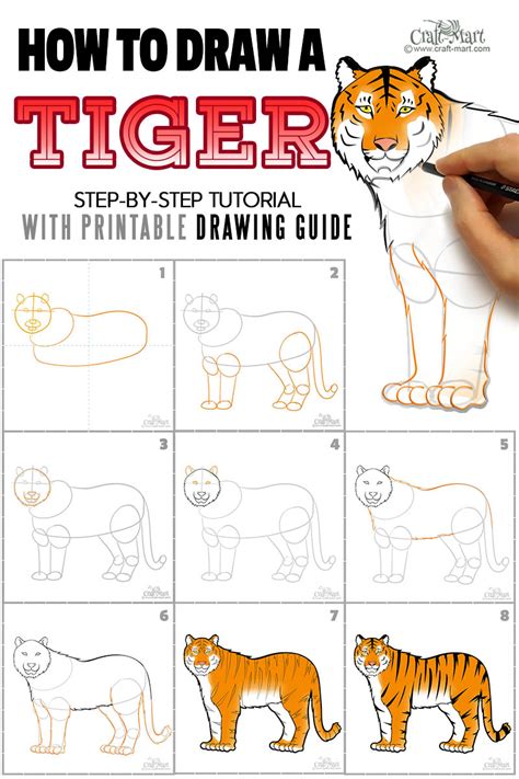 How To Draw A Baby Tiger Step By Step For Kids