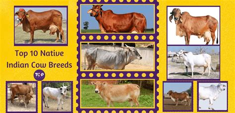 Top 10 Native Indian Cow Breeds | Top 10s Only