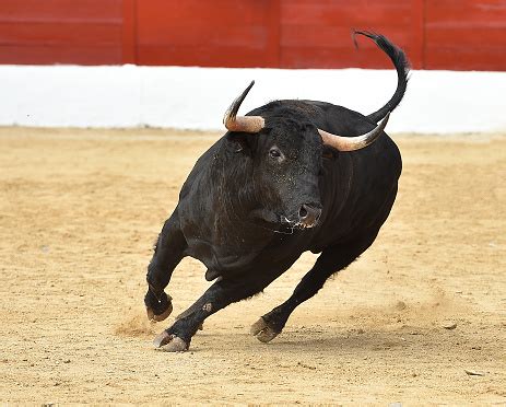 Fighting Bull In Spain Stock Photo - Download Image Now - Bull - Animal, Bullfight, Pamplona ...