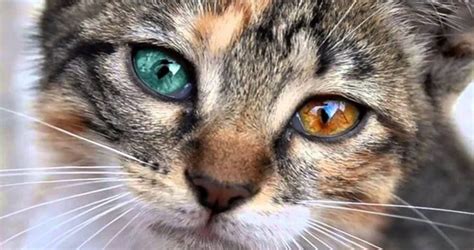 Tabby Cat with two different-colored eyes | Cute animals, Cats and ...