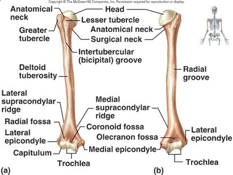 humerus attachments | Lecture 10: Axial Skeleton II and Appendicular Skeleton | Medical anatomy ...