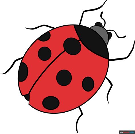 How To Draw A Ladybug Step By Step