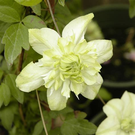 Clematis Florida alba plena | | Arts Nursery Ltd