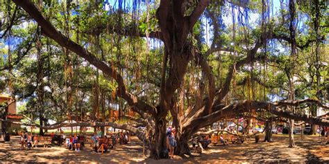 Did Lahaina Banyan tree survive Maui wildfires? Internet mourns with ...