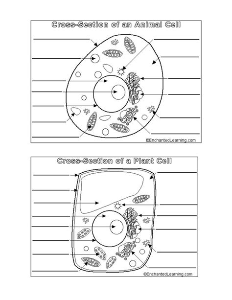 Animal And Plant Cell Worksheets Printable | Animal cells worksheet ...