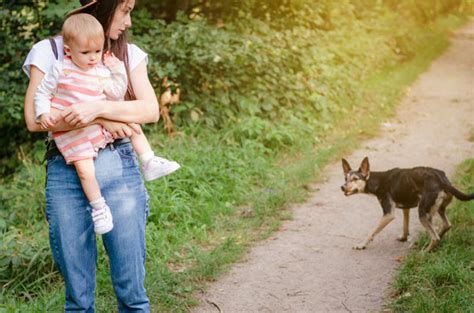 Dog Aggression Vs. Anxiety: How To Know The Difference | Kids in the House