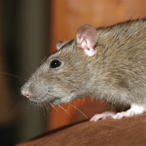 Roof Rat vs. Norway Rat: Key Differences and Control | Western Pest