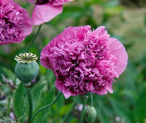 Poppy Flower Pink Free Stock Photo - Public Domain Pictures