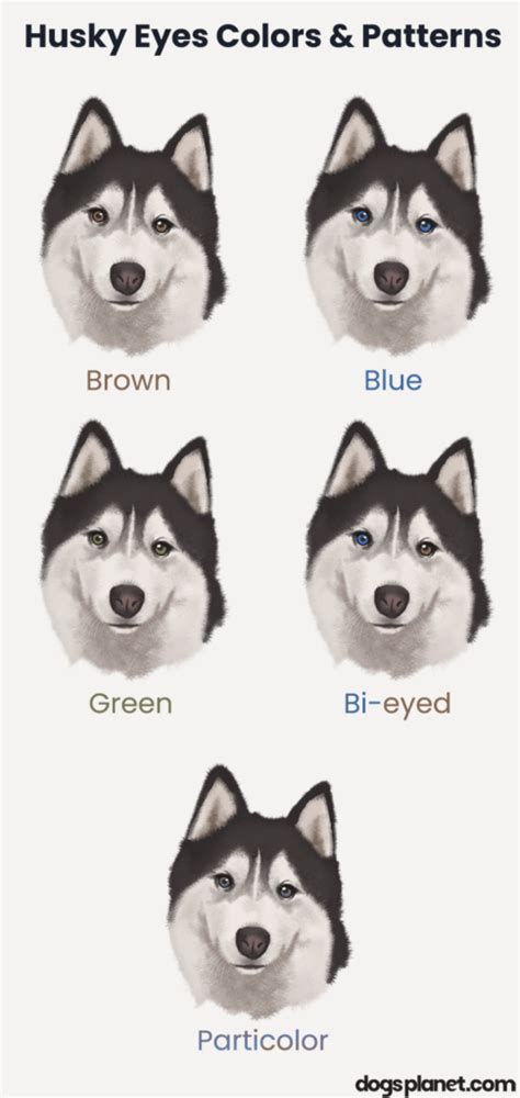 All the Siberian Husky Eye Colors Explained (With Pictures ...