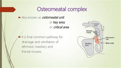 Surgical anatomy of osteomeatal complex