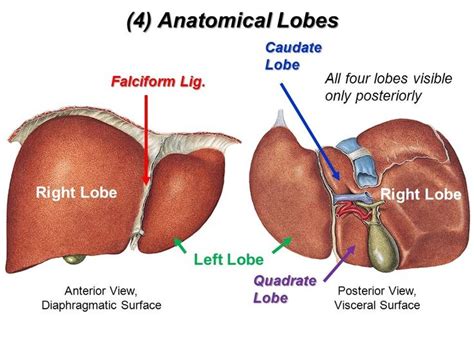 Diagram Of Liver - Rule of 6ix: Your liver as a viral filter - who, what ... / You're welcome to ...