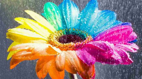 Amazing Rainbow Flowers wallpaper | 1920x1080 | #22464