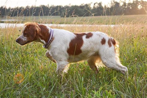 On point | Brittany dog, Dog training obedience, French brittany