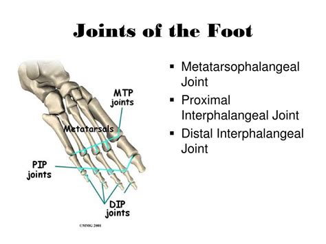 PPT - The Foot PowerPoint Presentation, free download - ID:2361556