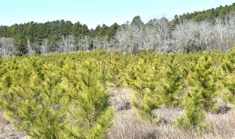 Loblolly Pine Trees in South Carolina Stock Photo - Image of fast, years: 108186766