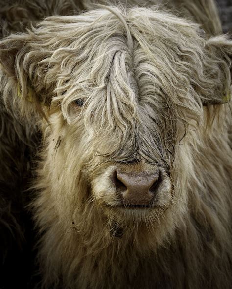 Pin by Pam Elliott on Scotland | Scottish animals, Animal faces, Breeds of cows