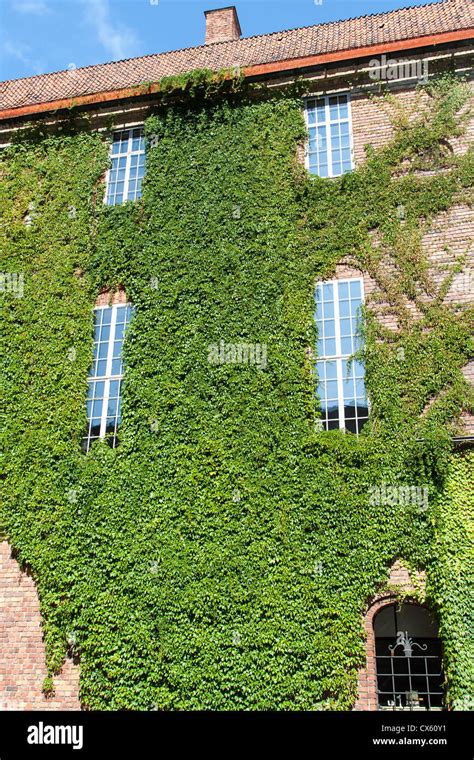 50 Pcs Boston Ivy Seeds Garden Climbing Creeper Plants Outdoor Wall ...