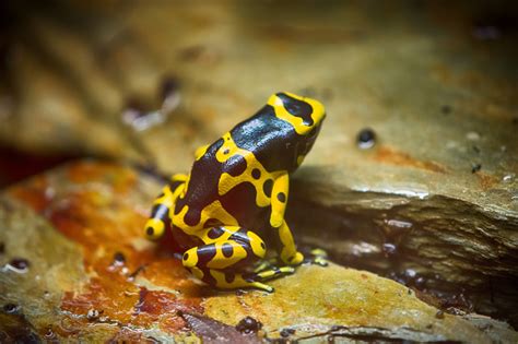 Hintergrundbilder : Frosch, Gelb, Gefleckt 6000x4000 - 4kWallpaper - 987888 - Hintergrundbilder ...