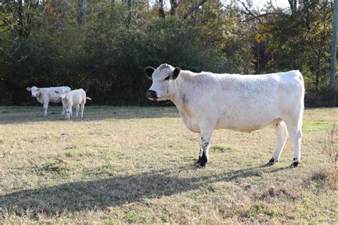 British White Cattle Breed: Facts, Uses, Pictures, Origins ...