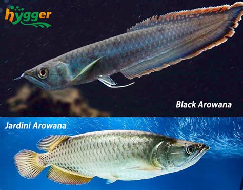 Fish Profiles - Arowana Fish Distribution and Types