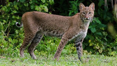 Wild Bobcat hanging out in my front yard in West Palm Beach, Florida - YouTube