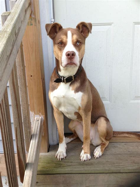 Pitsky (Pitbull Husky Mix) Info, Temperament, Puppies, Pictures