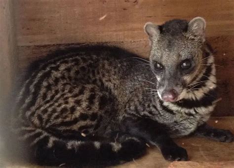 Large Indian Civet - Facts, Diet, Habitat & Pictures on Animalia.bio