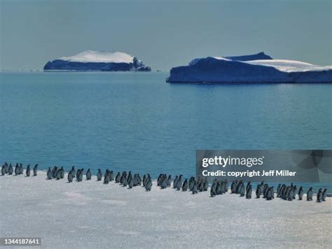 177 Penguin Parade Stock Photos, High-Res Pictures, and Images - Getty ...