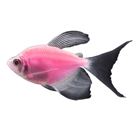 GloFish® Moonrise Pink Tetra