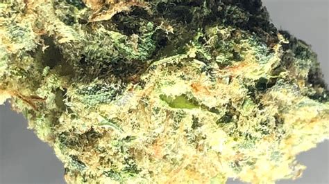 Tropicana cookies strain review - YouTube