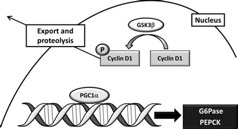 Cyclin D1 in the Liver: Role of Noncanonical Signaling in Liver ...