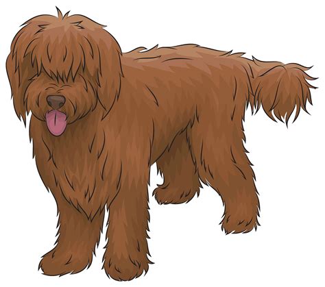 Free labradoodle dogs, Download Free labradoodle dogs png images, Free ClipArts on Clipart Library