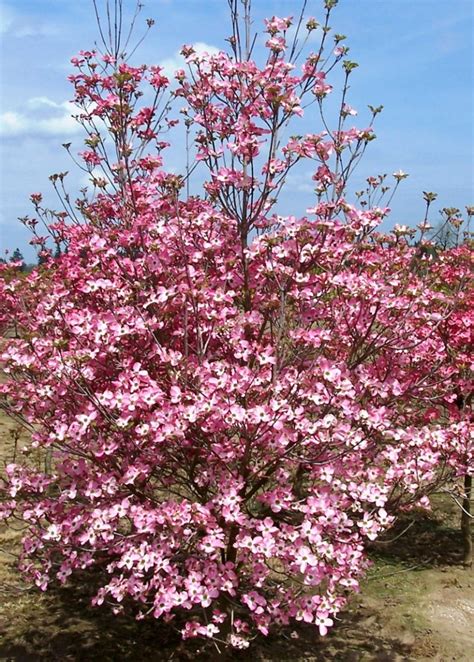 TREE DETAIL: Pink Kousa Dogwood | Dogwood Hills Tree Farm